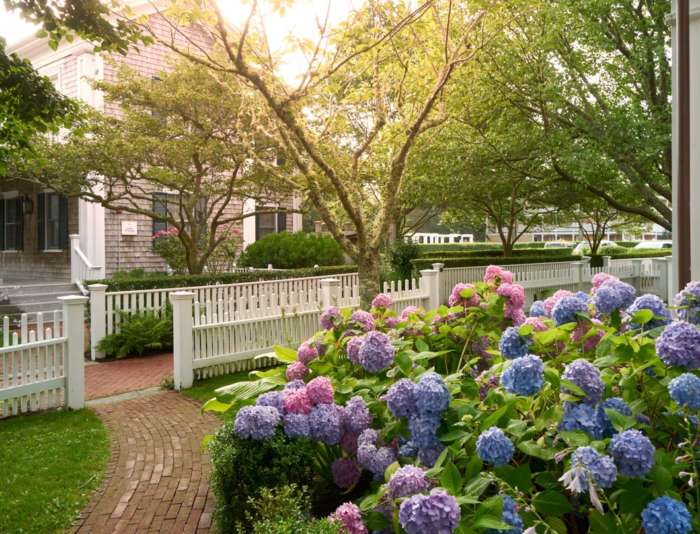 Captain's Cottage walkway flanked by hydrangeas at the Harbor View Hotel.
