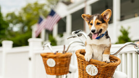 Corgi puppy in a Harbor View bicycle basket