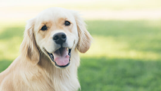 Golden Retriever dog looking happy