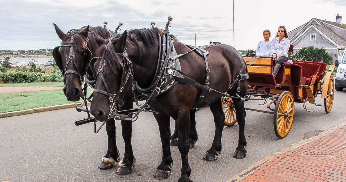 Two Percheron horses with a carriage in front of the Harbor View Hotel.