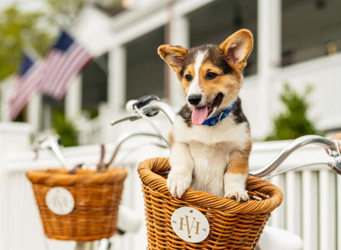 Corgi puppy in a Harbor View bicycle basket