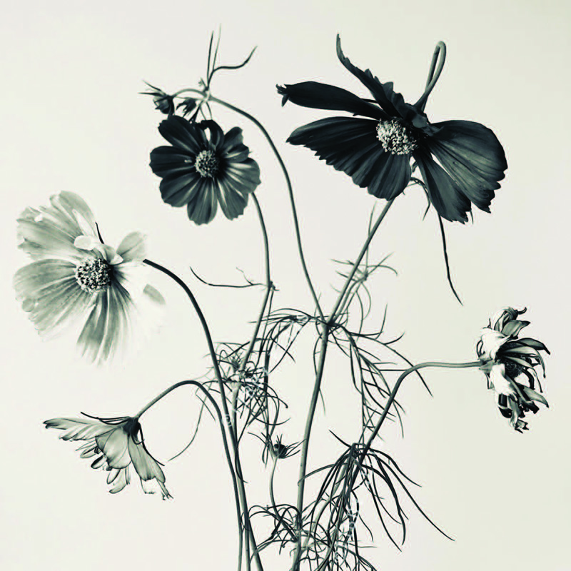 a black and white image of flowers