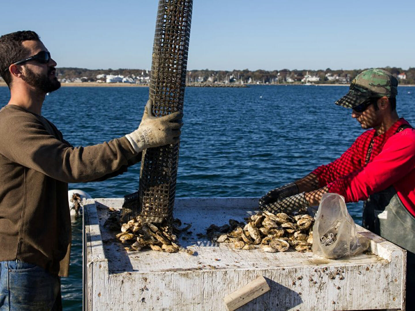 Two men in the ocean with oysters on Martha's Vineyard.