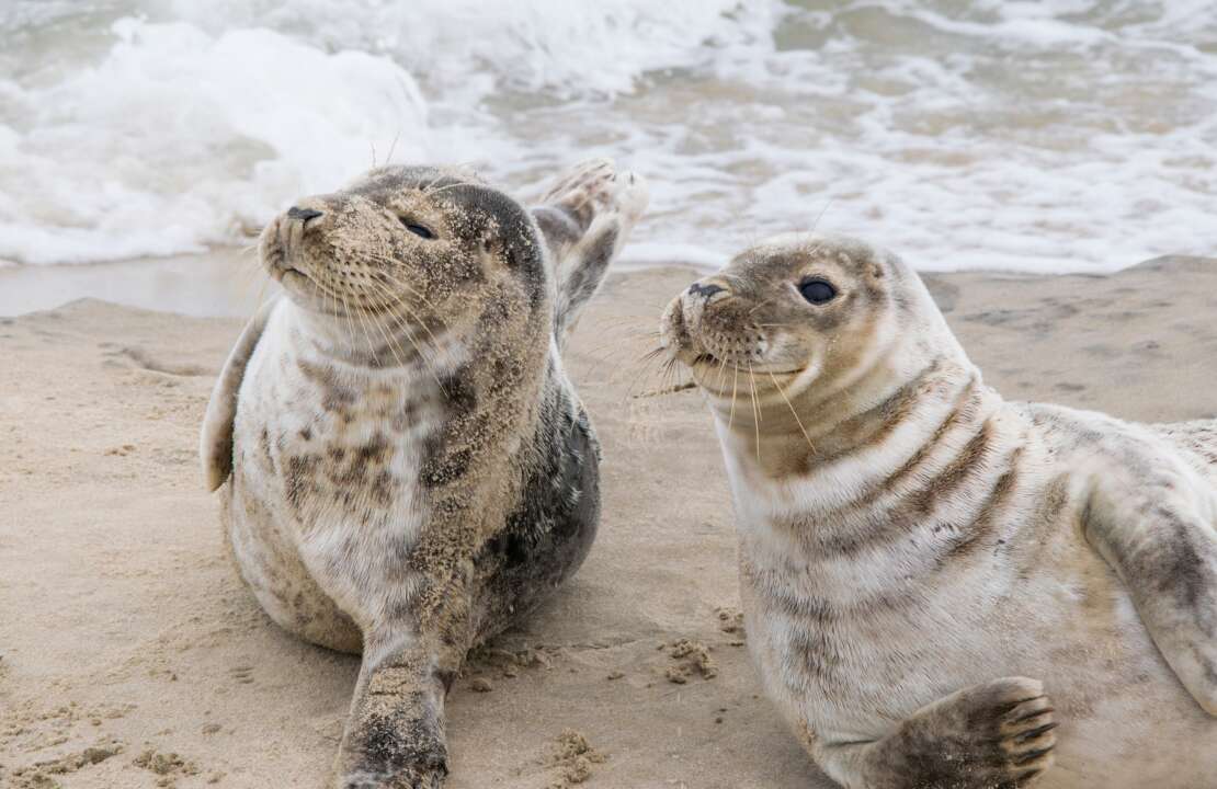 two seals in the ocean