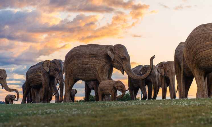 The Great Elephant Migration on the Cliff Walk in Newport, RI.