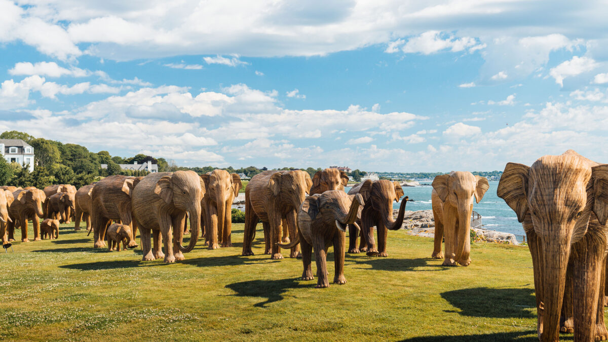 The Great Elephant Migration on the Cliff Walk in Newport, RI.